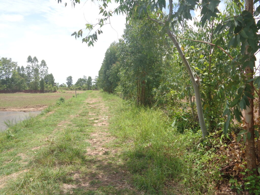 Fishing park land for sale in UdonThani 5 Rai up in size. 250.000 baht per rai private road access quiet would make a nice Resort fishing park home stay UdonThani Fishing park for sale