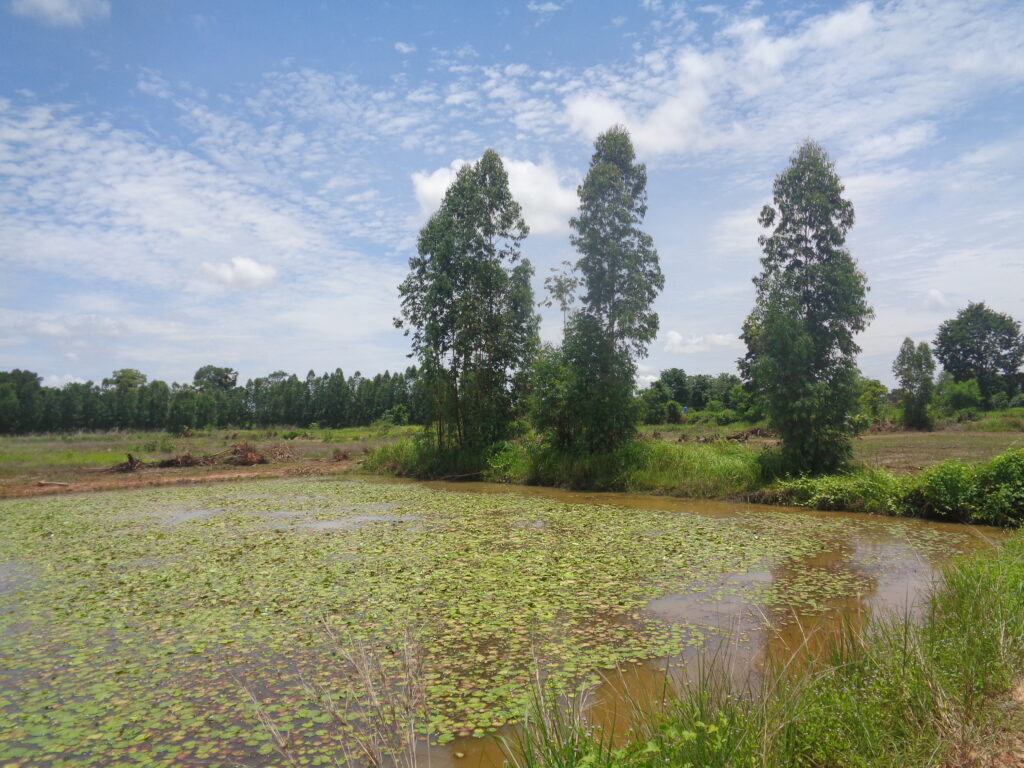 UdonThani fishing park for sale, any size you like to buy and build we will help. Fishing in UdonThani