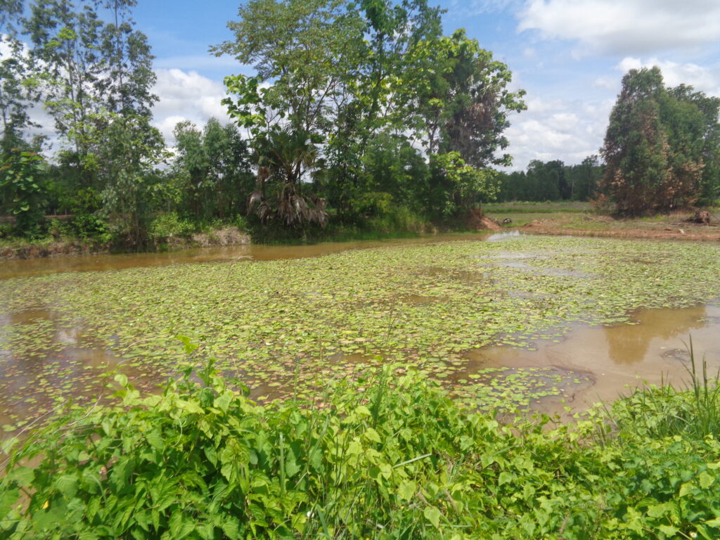 UdonThani Fishing park, for sale, only 250.000 baht per Rai. We can build any size of lake you want to order
UdonThani Fishing lake for sale
#UdonthaniFishing