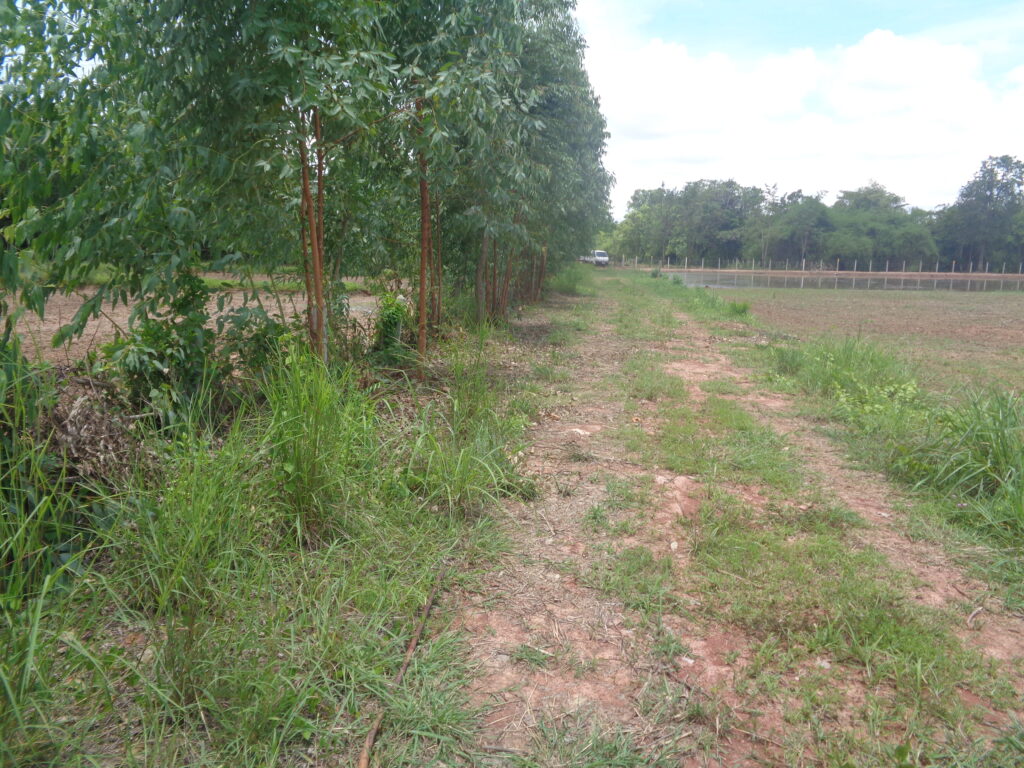 Private Road into fishing park for sale in UdonThani. Great place to build a fishing park home stay #udonthaniFishing #fishingparkforsale